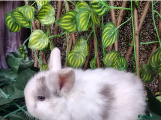 Mini Lop rabbits Mini lop babies carrying plush - Advert 6