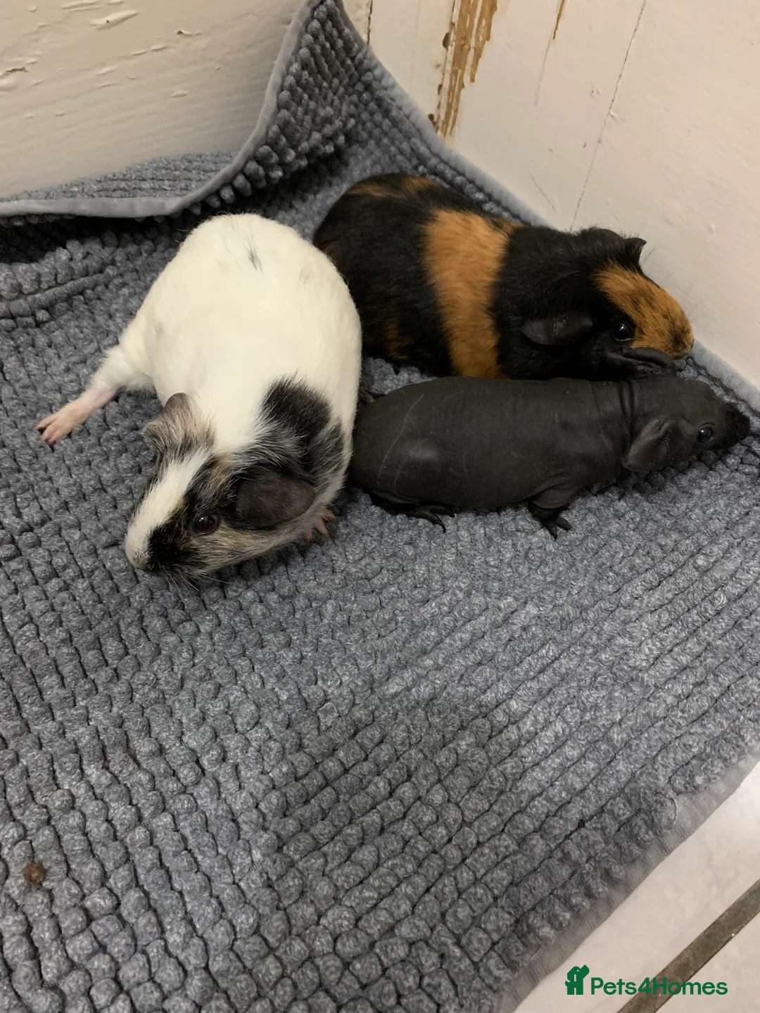 Guinea Pig rodents for sale: Skinny Pigs and Skinny Carriers - Advert 8