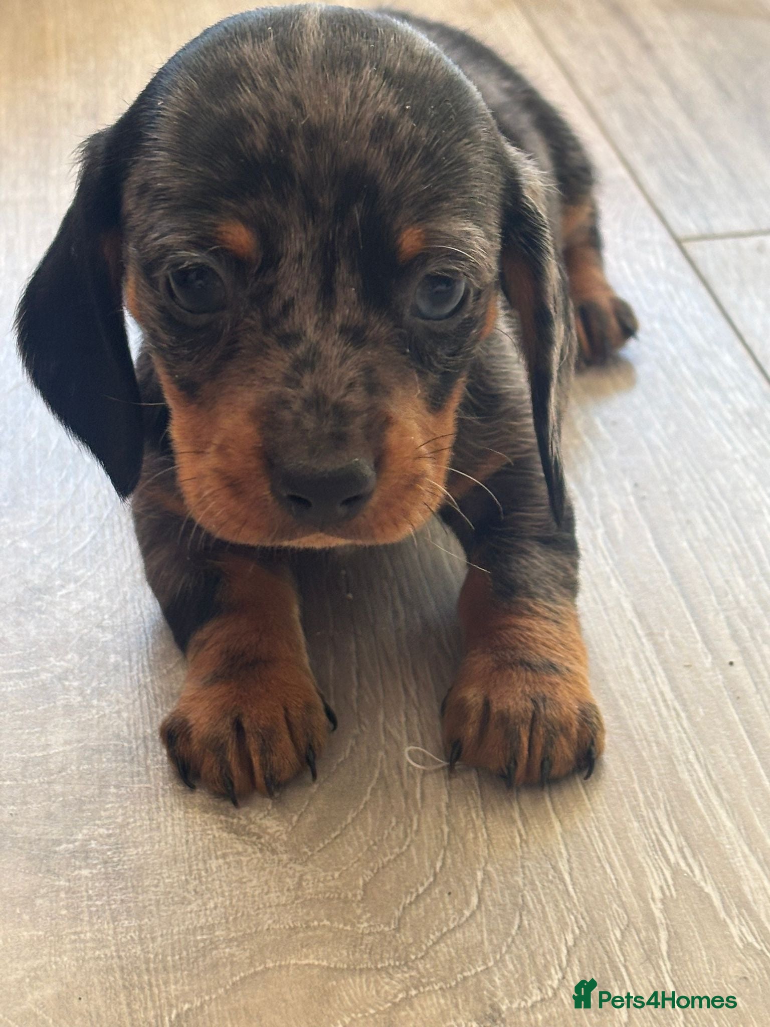 Miniature Dachshund dogs Beautiful miniature dachshunds  - Advert 10