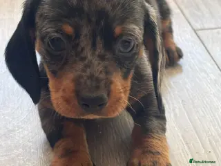 Miniature Dachshund dogs Beautiful miniature dachshunds - Advert 10