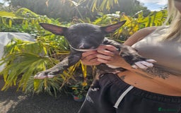 English Bull Terrier dogs for sale: English bullterrier pups for sale  - Image 22