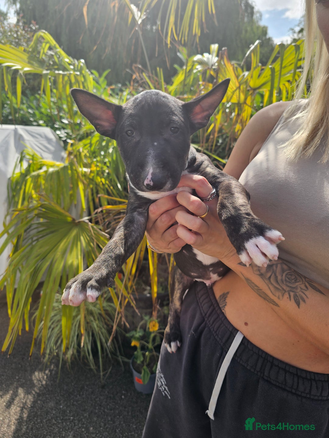 English Bull Terrier dogs for sale: English bullterrier pups for sale  - Image 22
