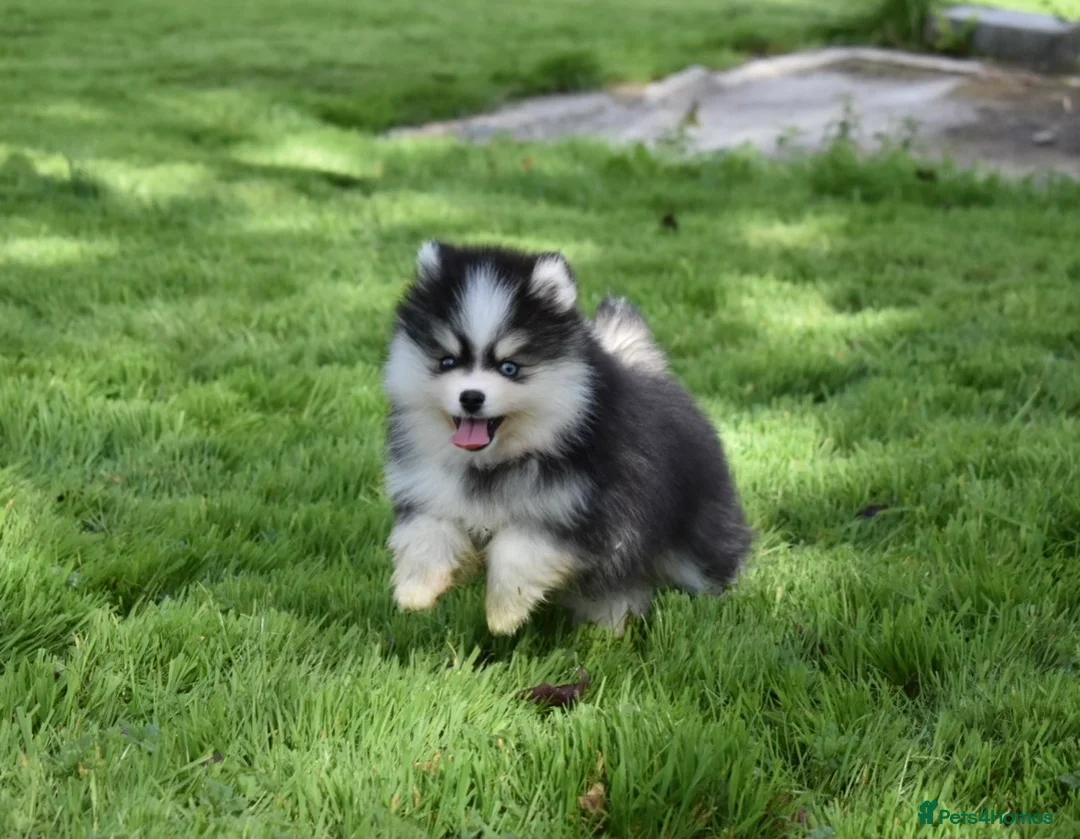 Pomsky dogs for sale: Stunning Pomsky puppies from health tested parents - Advert 27