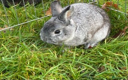 English rabbits for sale: 3 Rabbits  - Image 6