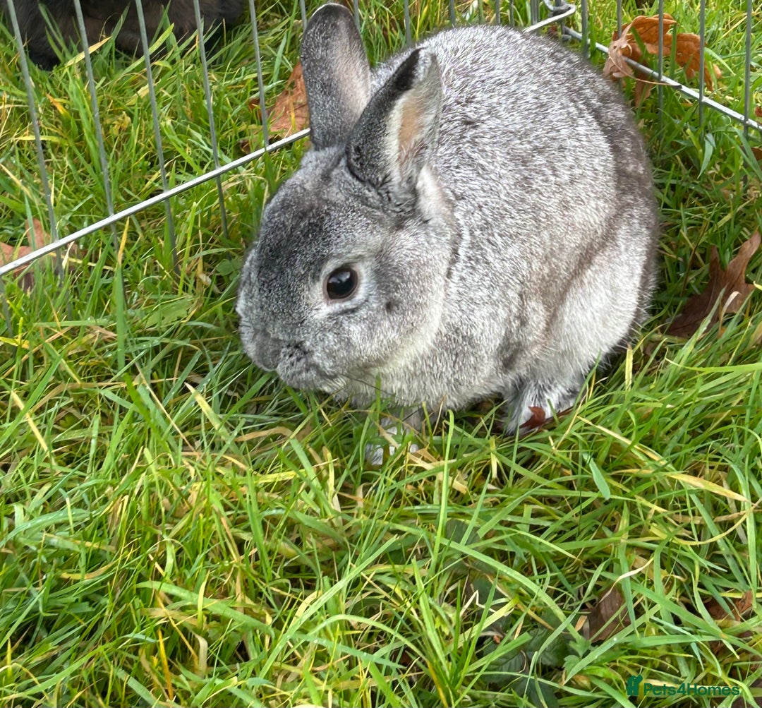 English rabbits for sale: 3 Rabbits  - Image 6