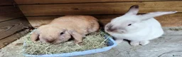Mini Lop rabbits for sale: Mini Lop Bunnies - Advert 14
