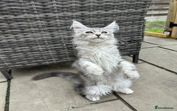 Maine Coon cats for sale: Pedigree TICA Reg Mine coon kittens  - Image 18