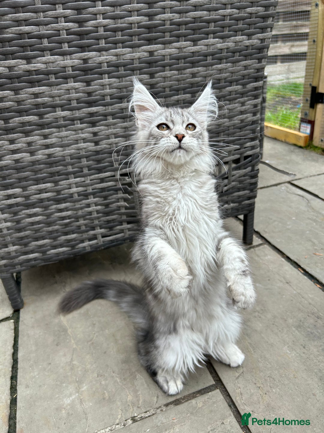 Maine Coon cats for sale: Pedigree TICA Reg Mine coon kittens  - Image 18