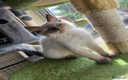 Ragdoll cats for sale: Beautiful pure breed Ragdoll kittens  - Advert 5