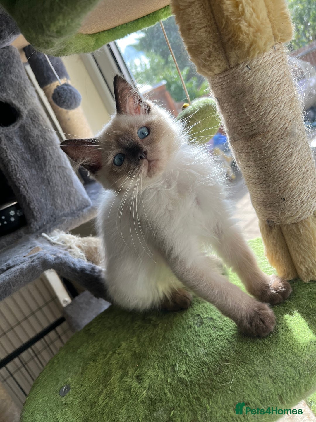 Ragdoll cats for sale: Beautiful pure breed Ragdoll kittens  - Advert 5