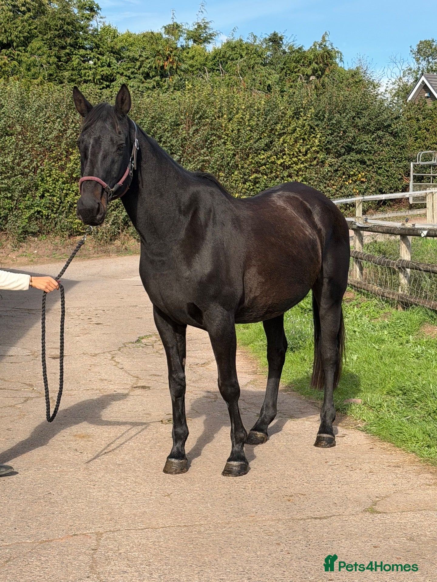 English Warmblood horses Big And beautiful - Winter project type  - Advert 2