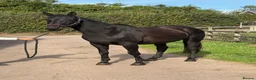 English Warmblood horses for sale: Big And beautiful - Winter project type  - Advert 2