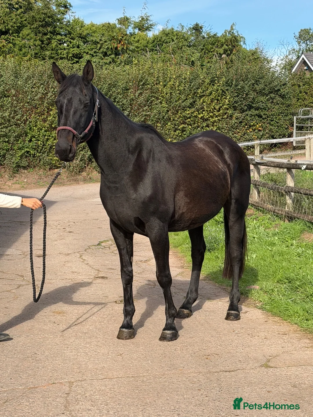 English Warmblood horses for sale: Big And beautiful - Winter project type  - Advert 2