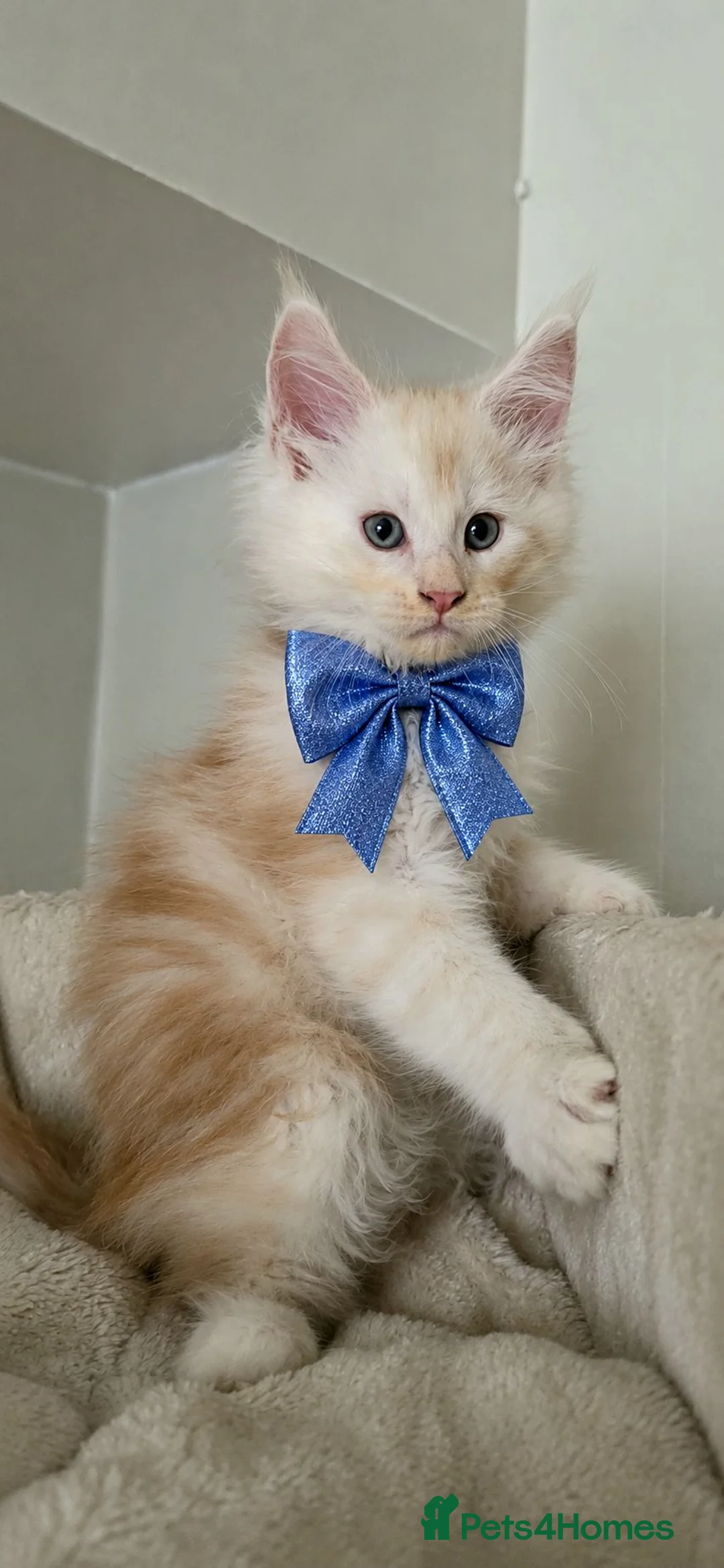 Maine Coon cats for sale: Unique Maine Coon boy  - Advert 7