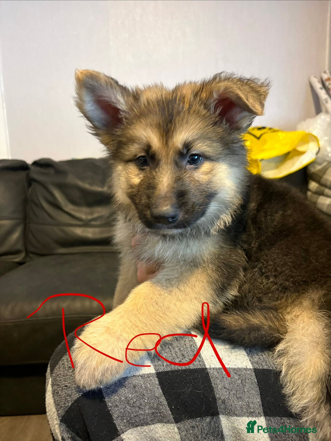 Mixed Breed dogs for sale: 4 stunning German shepherd pups for sale ready now - Advert 6