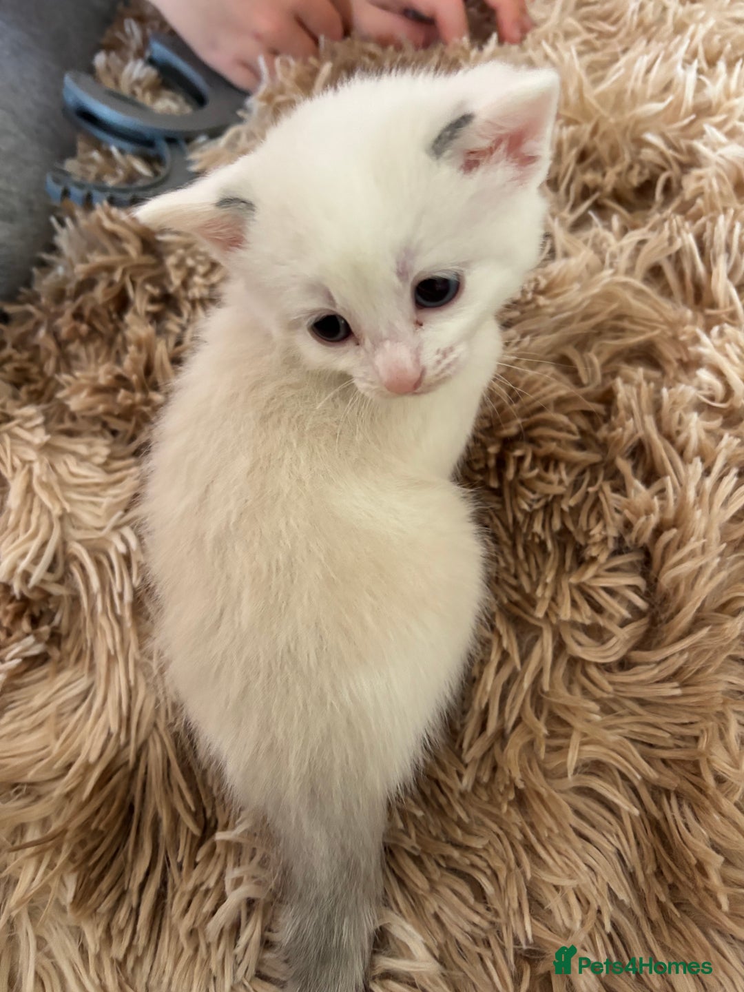 Mixed Breed cats for sale: 5 x gorgeous mixed kittens (4 left) - Image 16