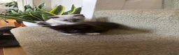 Mixed Breed cats for sale: Mixed breed Siamese kittens in Norwich - Advert 11