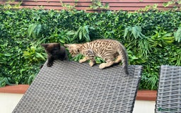 Bengal cats for sale: 4 Beautifully mixed Bengal and British shorthair  - Image 4
