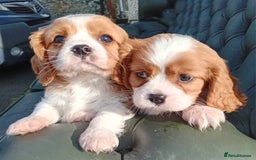 Cavalier King Charles Spaniel dogs for sale: Beautiful king charles puppies - Image 7