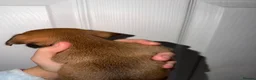 Dachshund dogs for sale: 5 Beautiful dachshund puppy’s  - Advert 8