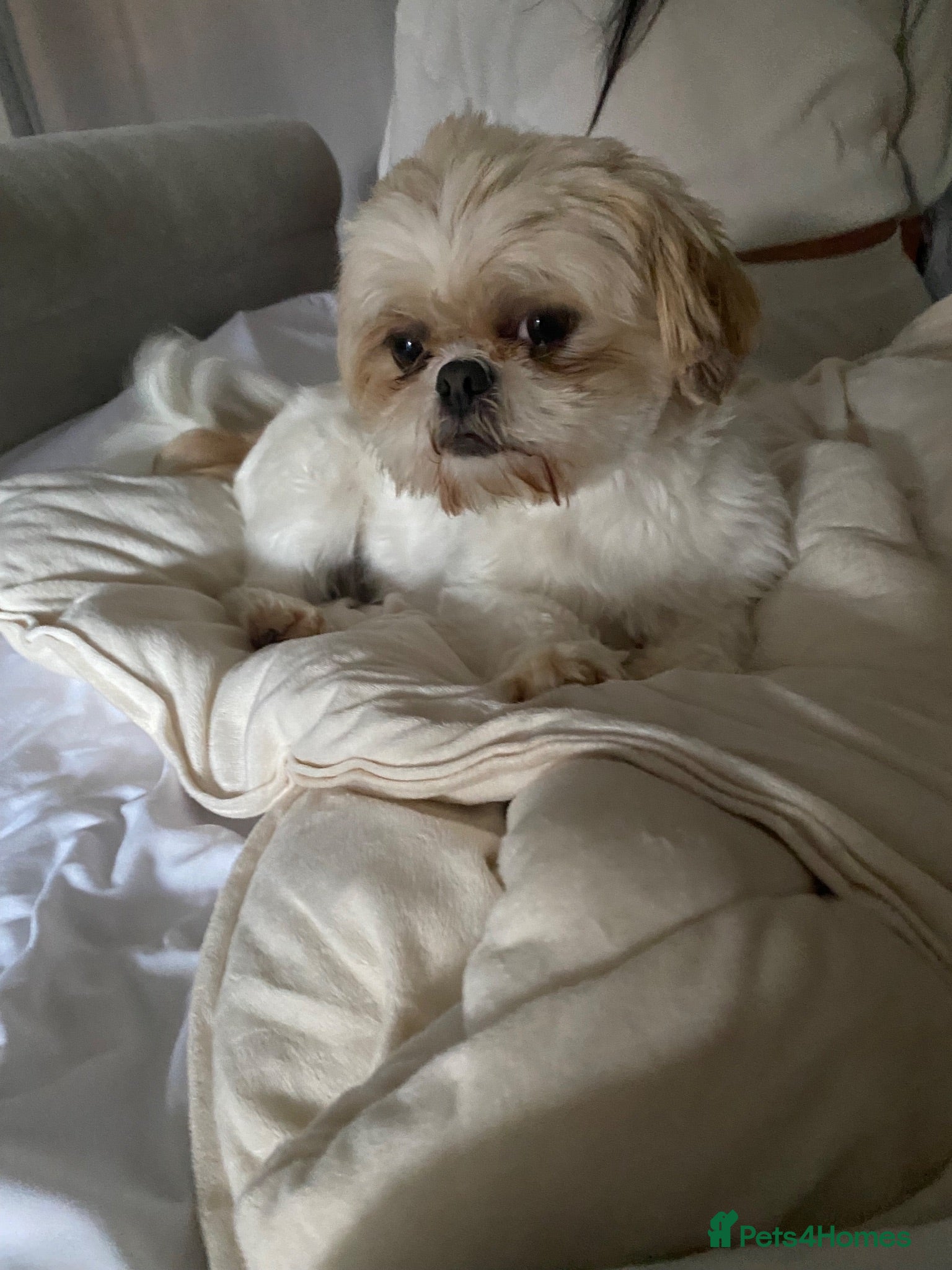 Shih Tzu dogs Stunning imperial shih tzu pups  - Advert 8