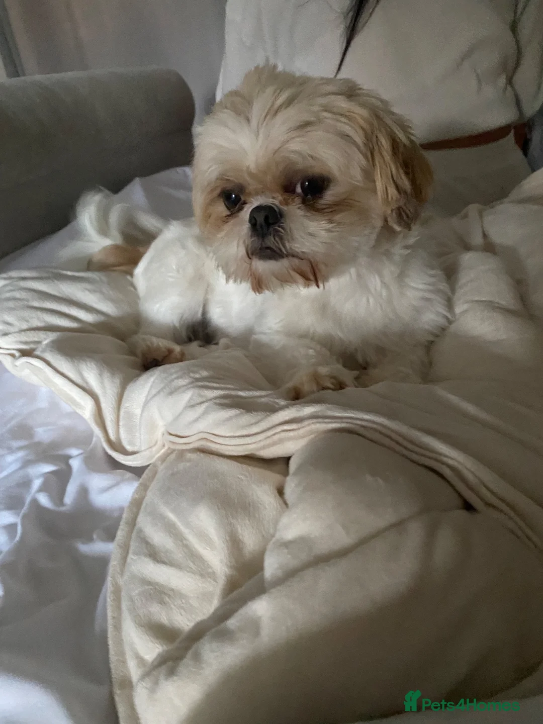 Shih Tzu dogs for sale: Stunning imperial shih tzu pups  in Crook - Advert 1