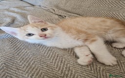 Domestic Shorthair cats for sale: Cream domestic shorthair kitten - Image 2
