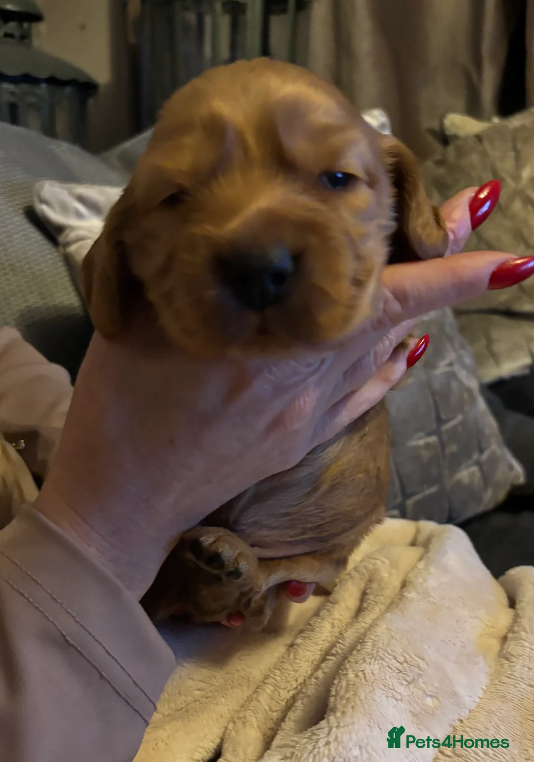 Cocker Spaniel dogs for sale: Kc register golden show cocker boy  - Advert 2