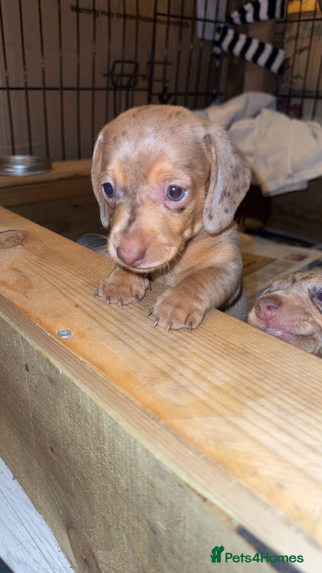 Miniature Dachshund dogs for sale: 2 Miniture dachshunds for sale  - Advert 5
