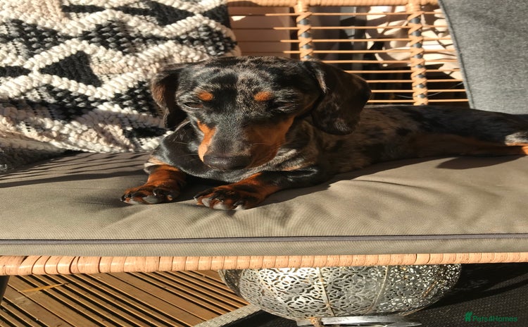 Dachshund dogs - Advert 4