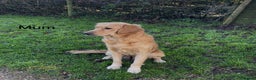 Golden Retriever dogs for sale: Golden Retriever Puppies Ready Now - Advert 3