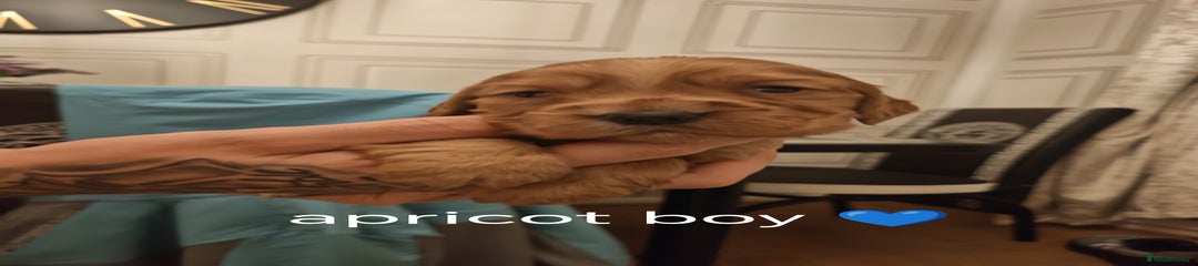 Cockapoo Puppy 4