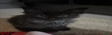 Kitten 2