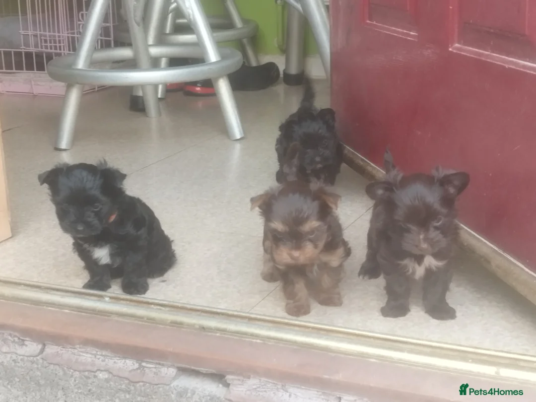 Yorkshire Terrier dogs for stud:  Chocolate Yorkshire Terrier For Stud Only in Blackburn - Advert 7