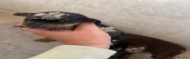 Dachshund 4