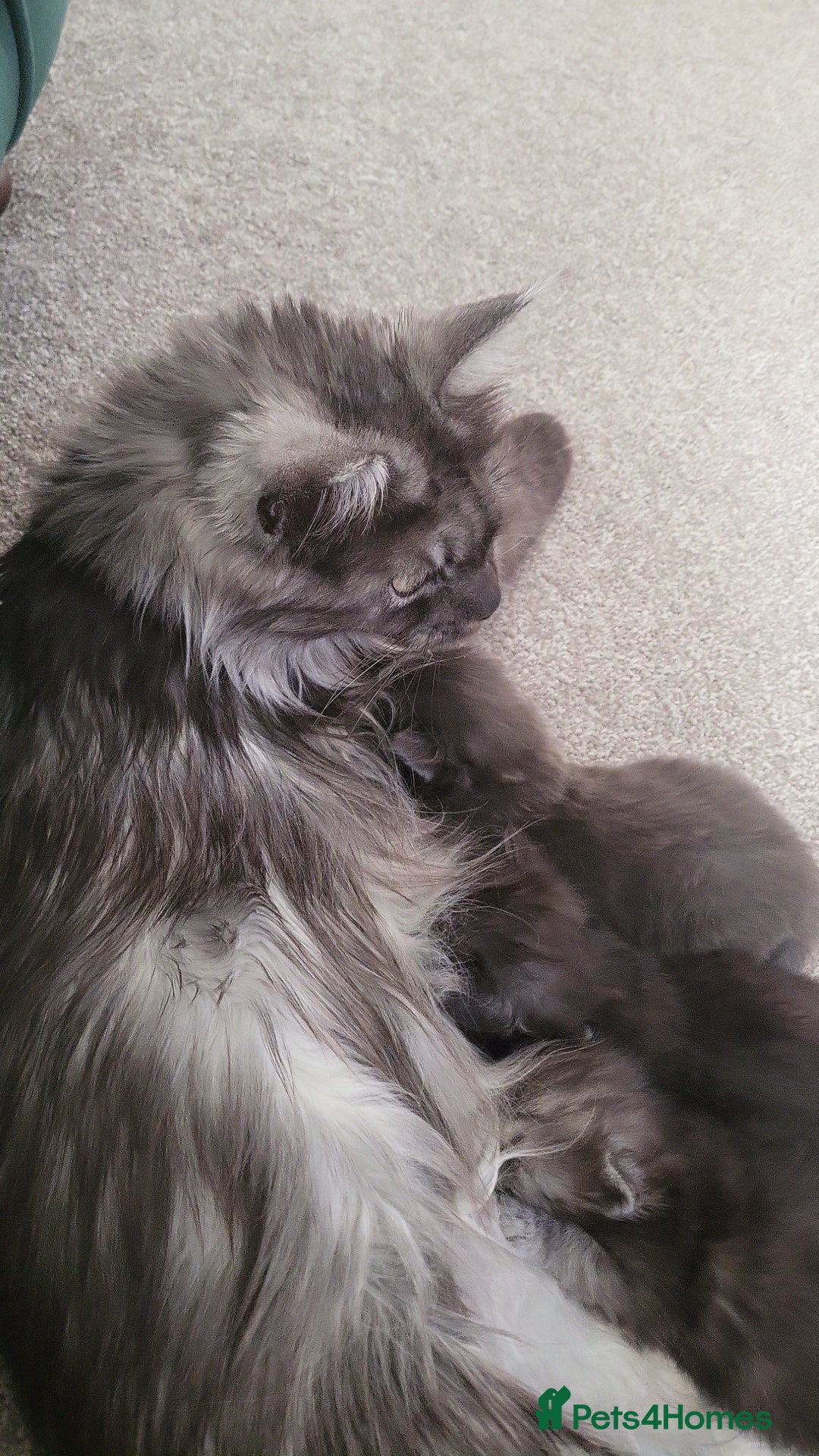 Ragcoon cats for sale: BEAUTIFUL RAGCOONS - Advert 22