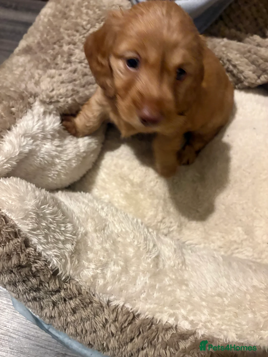 Dachshund dogs for sale: Long haired miniature  - Advert 21