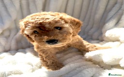 Cockapoo dogs for sale: Mini Cockapoo Puppies Kent - Image 16