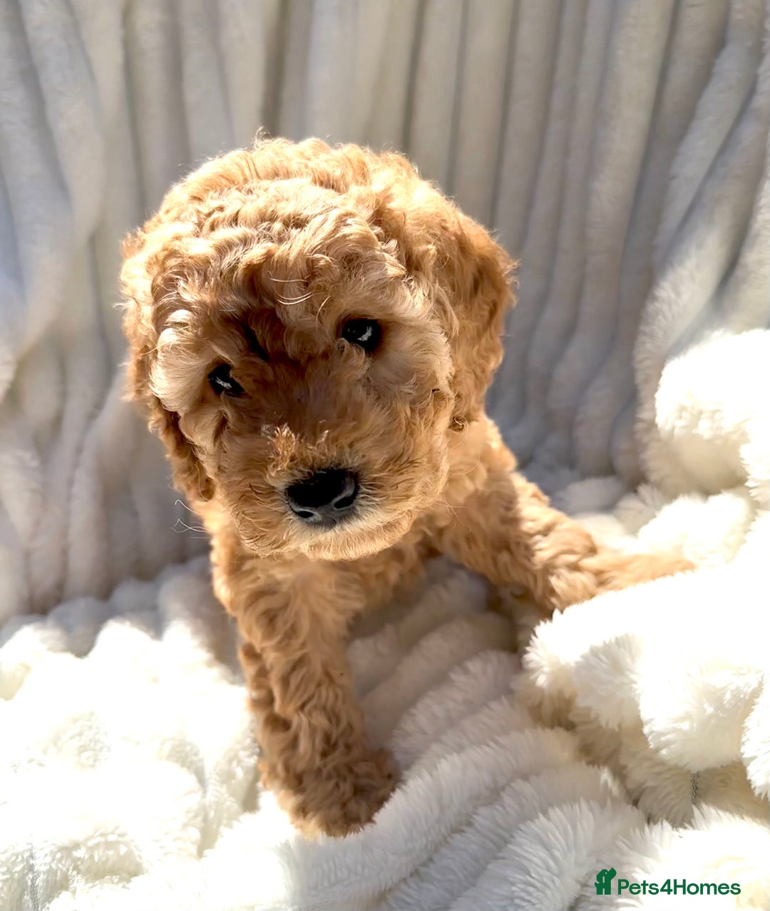 Cockapoo dogs for sale: Mini Cockapoo Puppies Kent - Image 16
