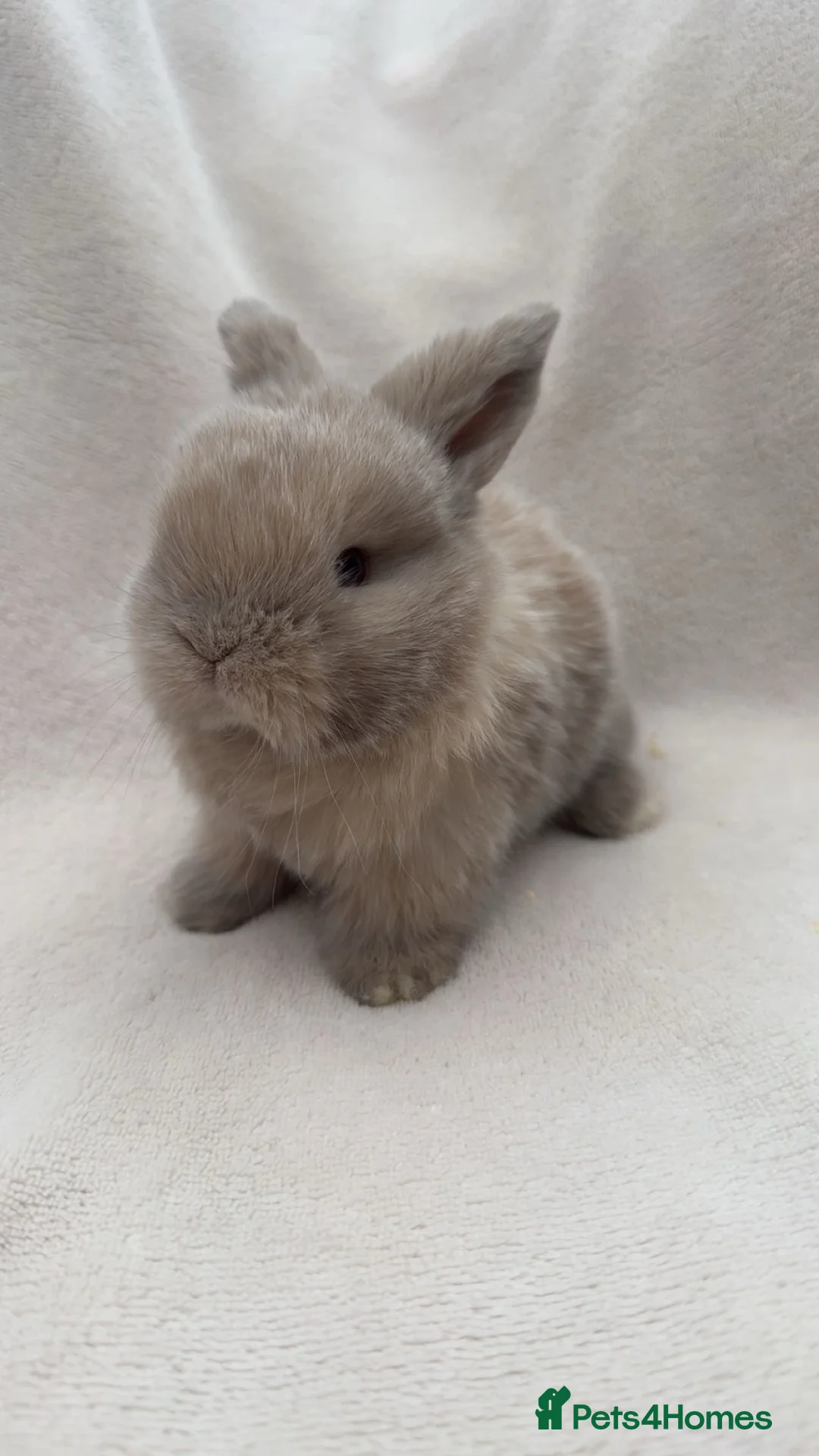 Mini Lop rabbits for sale: Lovely mini lop babies  in Wrexham - Advert 2