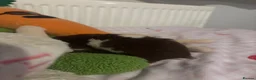 Hamster rodents for sale: banded brown and white syrian hamster  in Swansea - Advert 3
