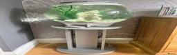 Live Bearers fish for sale: Biorb Halo with guppies  - Advert 2