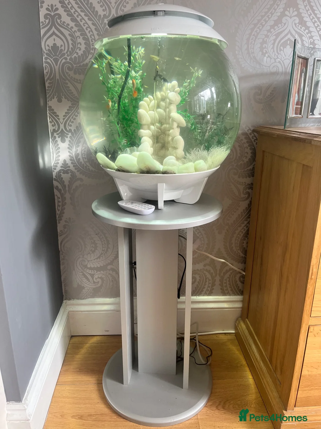 Live Bearers fish for sale: Biorb Halo with guppies  - Advert 2