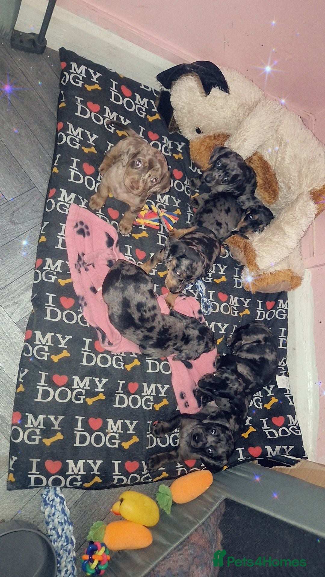 Mixed Breed dogs  💖 Miniature Doxiepoo pups merle 💖 - Advert 18