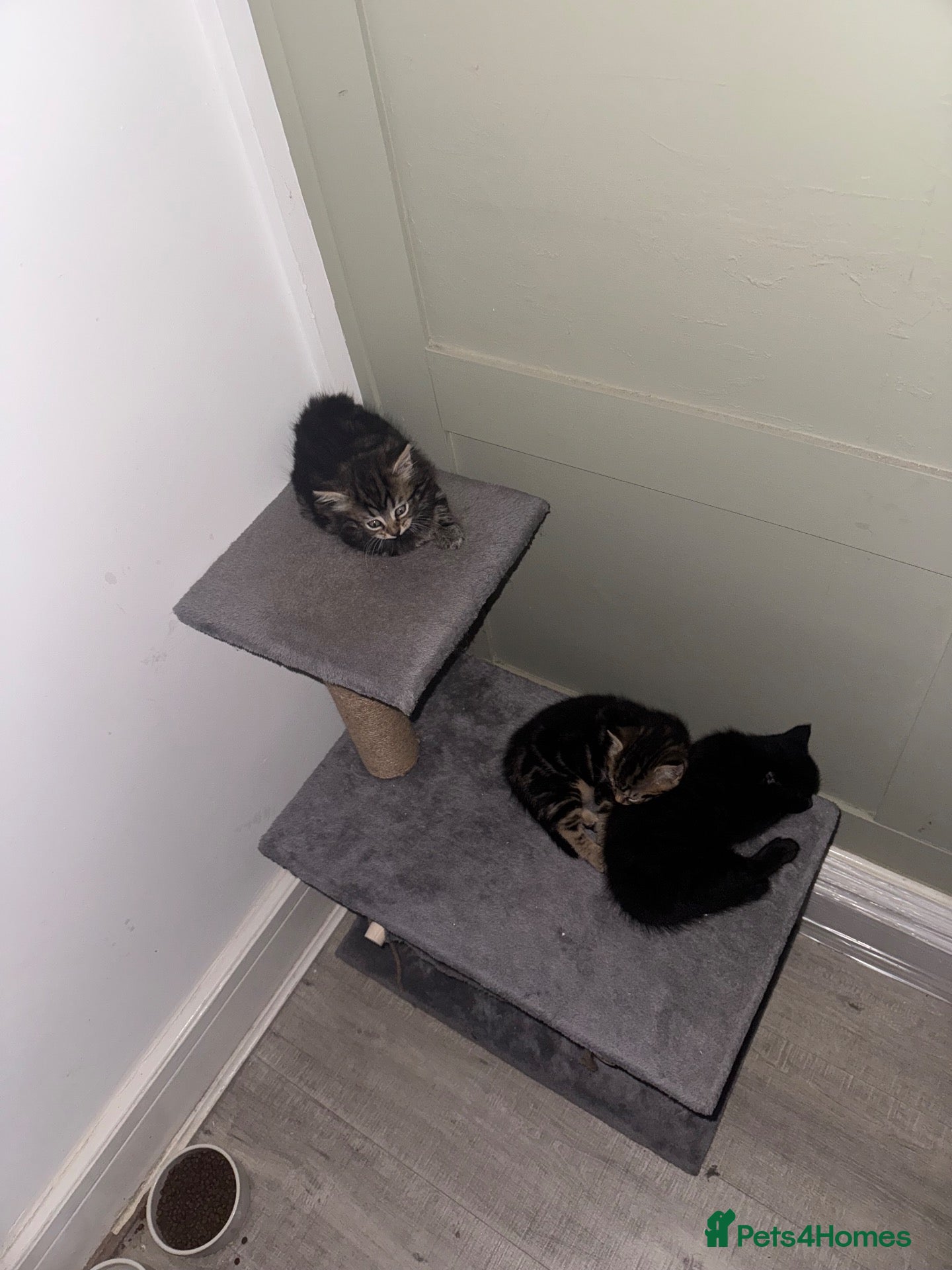 Mixed Breed cats 2 tabby kittens for sale - Advert 18