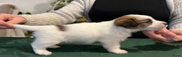 Jack Russell dogs for sale: KC registered  rough coated Jack Russell pups - Advert 21