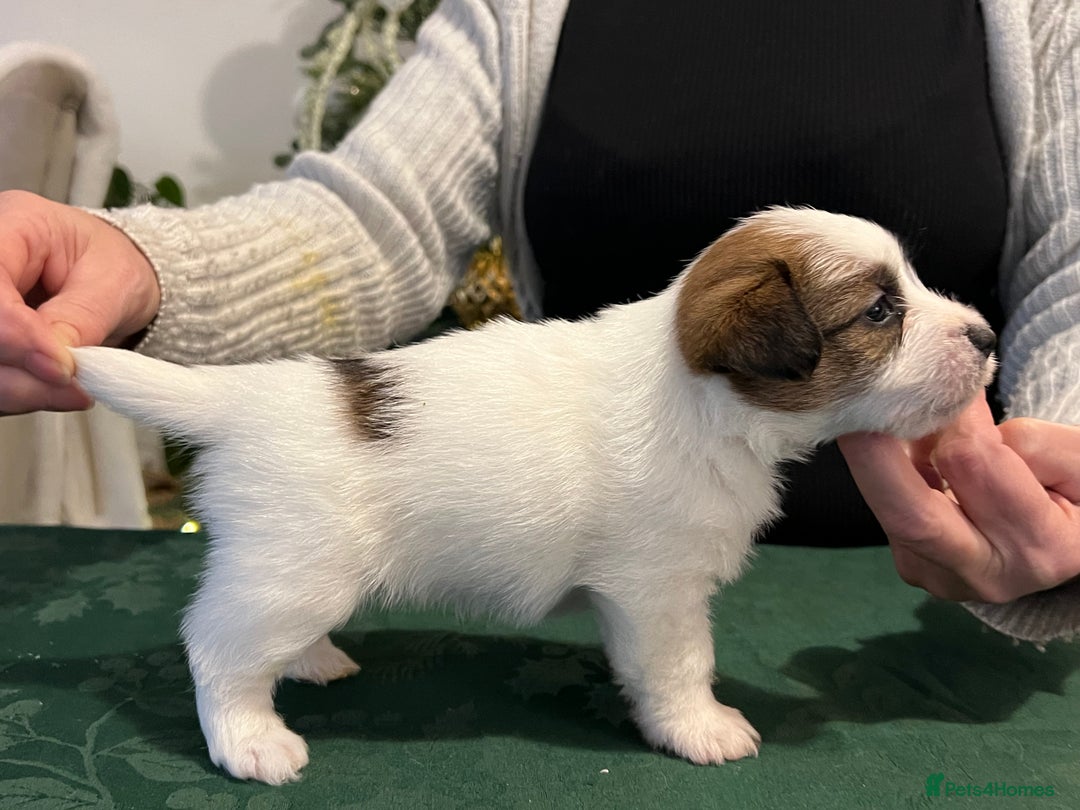 Jack Russell dogs for sale: KC registered  rough coated Jack Russell pups - Advert 21