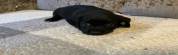 Mixed Breed dogs for sale: Cocker jacks - Advert 3
