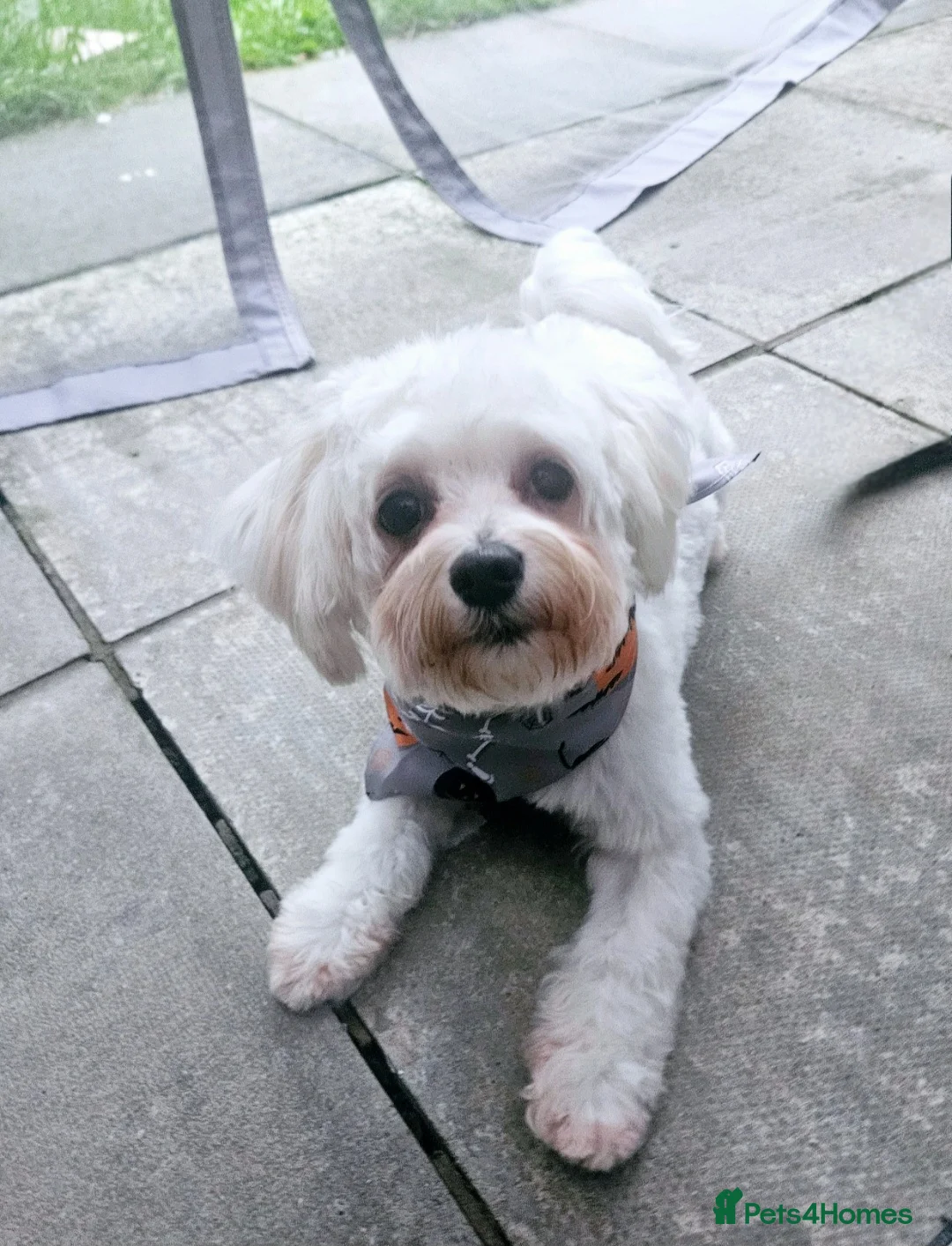 Bichon Frise dogs for sale: 2 Year Old Female Bichon Frise to Rehome - Advert 3