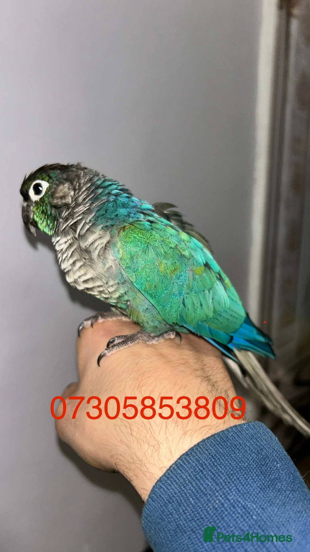 Conures birds for sale: Tame proven male turquoise conure with DNA - Advert 1